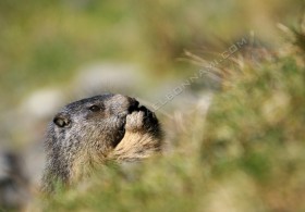Marmotte - Vallée de Badet - Hautes-Pyrénées
