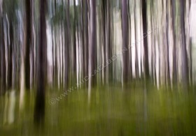 Forêt du Moudang - Vallée d'Aure - Hautes-Pyrénées