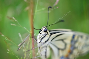 Machaon (1) Machaon - Vallée d'Aure - Hautes-Pyrénées