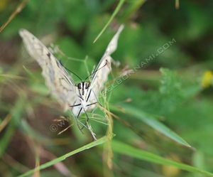 Machaon Machaon - Vallée d'Aure - Hautes-Pyrénées