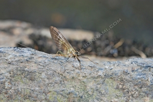 Macros Aure (19) Ephémère - Rioumajou - Hautes-Pyrénées
