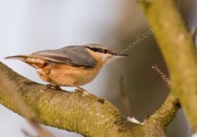 Sitelle torchepot - Cavignac - Gironde