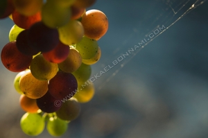 Raisin 01 Véraison - Vignoble Blaye côte de Bordeaux - Gironde