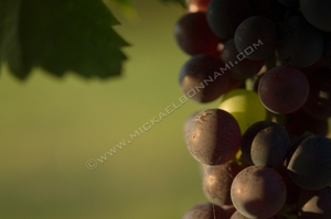 Raisin 03 Véraison - Vignoble Blaye côte de Bordeaux - Gironde
