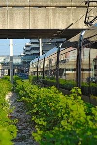 Tramway au milieu des vignes - Bordeaux - Gironde