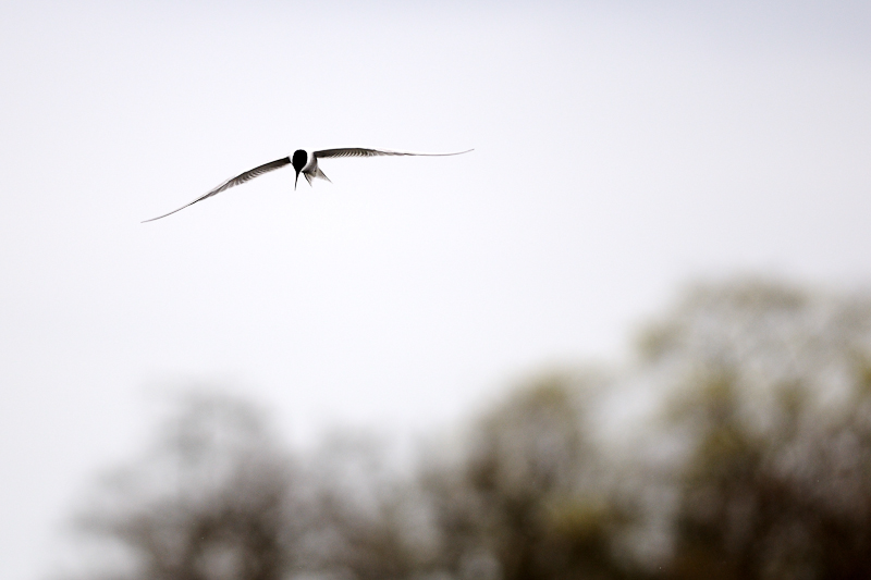 Sterne - Parc Cairngorms - Ecosse - Mickaël Bonnami Photographe