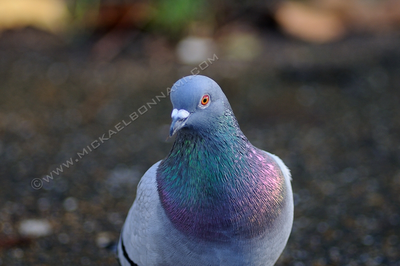 London Wildlife - Londres - Pigeon - Regent's Park