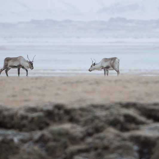 Islandic dýralíf - Rennes sauvages - Islande