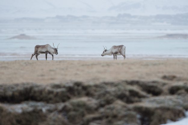Islandic dýralíf - Rennes sauvages - Islande