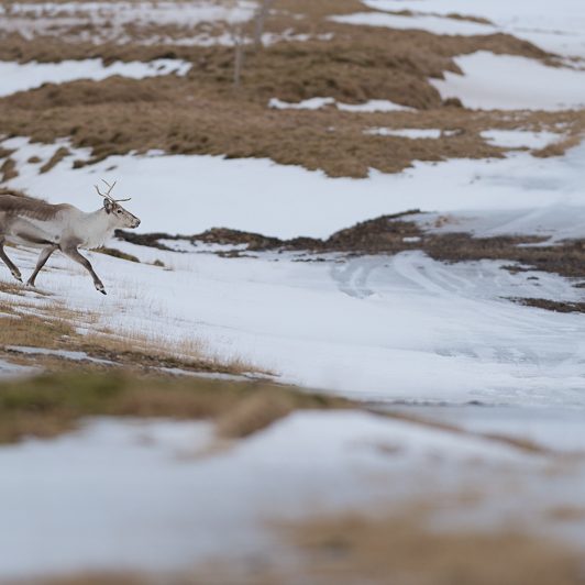 Islandic dýralíf - Rennes sauvages - Islande