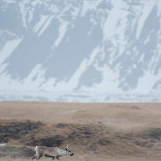 Islandic dýralíf - Rennes sauvages - Islande