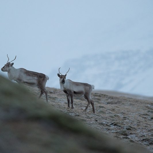 Islandic dýralíf - Rennes sauvages - Islande
