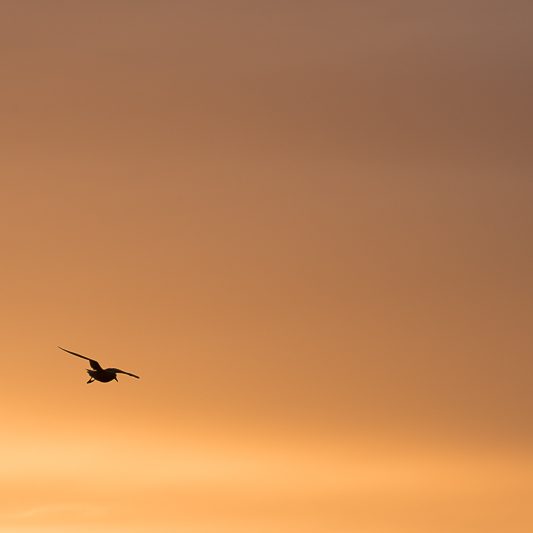 Islandic dýralíf - Islande - Garður - Mickaël Bonnami Photographe