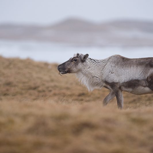 Islandic dýralíf - Rennes sauvages - Islande