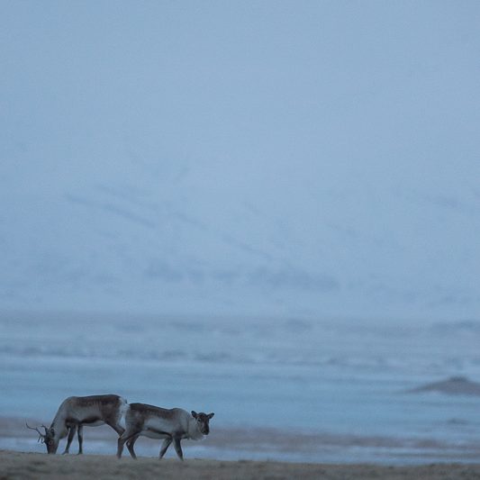 Islandic dýralíf - Rennes sauvages - Islande