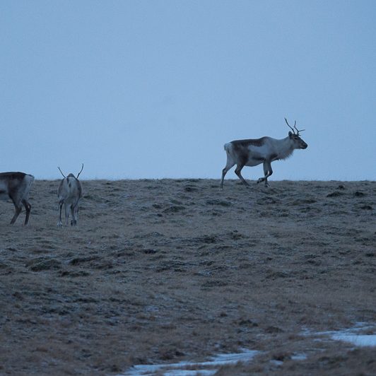 Islandic dýralíf - Rennes sauvages - Islande