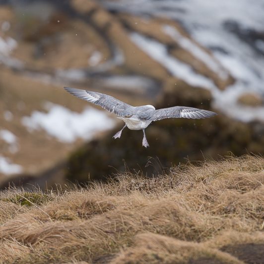 Islandic dýralíf - Islande - Mickaël Bonnami Photographe