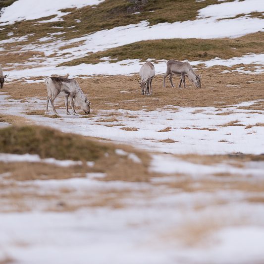 Islandic dýralíf - Rennes sauvages - Islande