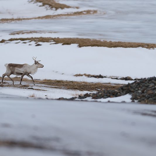 Islandic dýralíf - Rennes sauvages - Islande
