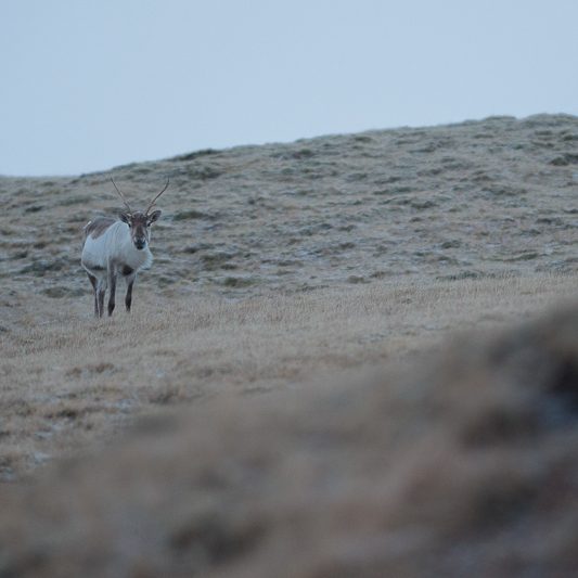 Islandic dýralíf - Rennes sauvages - Islande