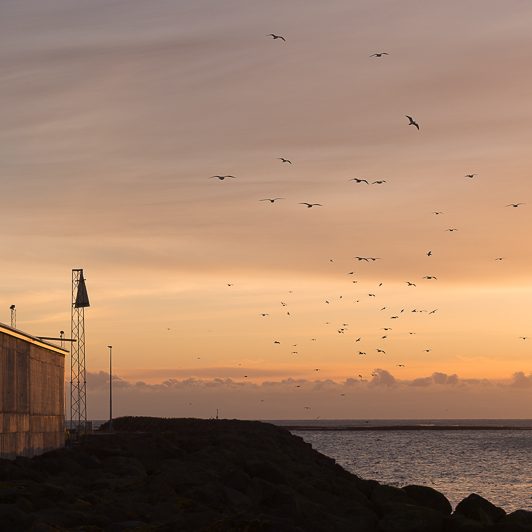 Islandic dýralíf - Islande