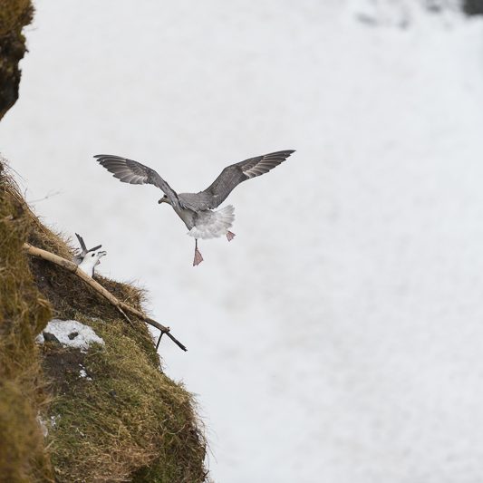 Islandic dýralíf - Islande
