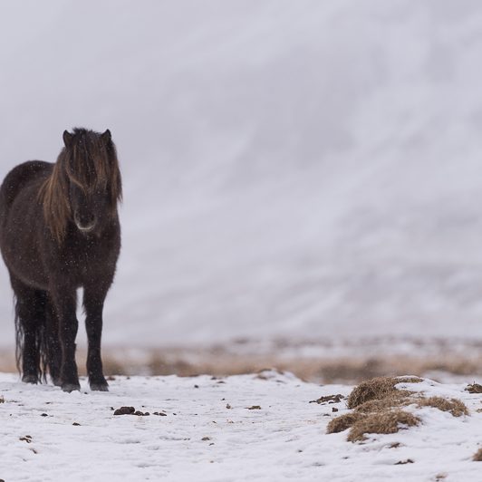 Islandic dýralíf - Cheval islandais - Islande - Mickaël Bonnami Photographe