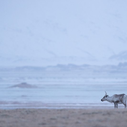 Islandic dýralíf - Rennes sauvages - Islande - Mickaël Bonnami Photographe