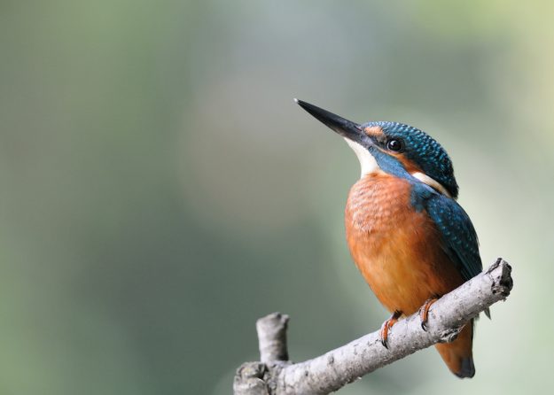 Martin-Pêcheur d'Europe - Alcedo atthis