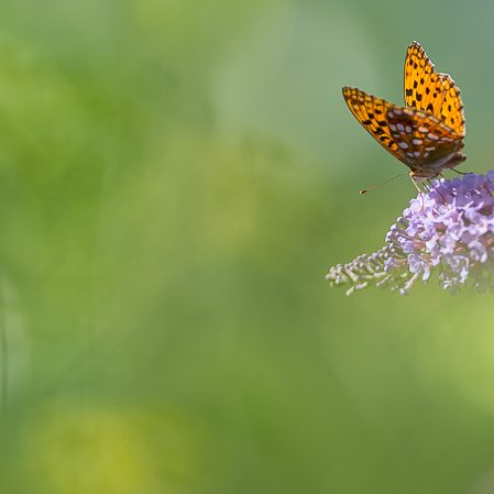 Au bord de la Neste – Papillon – Saint-Lary – Vallée d’Aure – Mickaël Bonnami Photographe Au bord de la Neste - Papillon - Saint-Lary - Vallée d'Aure - Mickaël Bonnami Photographe