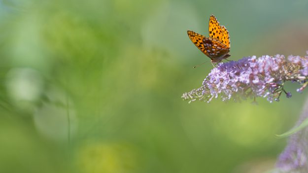 Au bord de la Neste - Papillon - Saint-Lary - Vallée d'Aure - Mickaël Bonnami Photographe