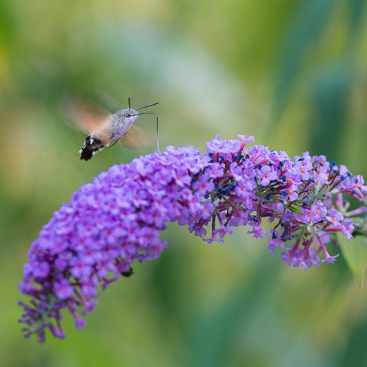 Au bord de la Neste – Moro-sphinx – Saint-Lary – Vallée d’Aure – Mickaël Bonnami Photographe Au bord de la Neste - Moro-sphinx - Saint-Lary - Vallée d'Aure - Mickaël Bonnami Photographe