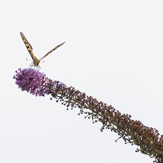 Au bord de la Neste – Papillon – Saint-Lary – Vallée d’Aure – Mickaël Bonnami Photographe Au bord de la Neste - Papillon - Saint-Lary - Vallée d'Aure - Mickaël Bonnami Photographe
