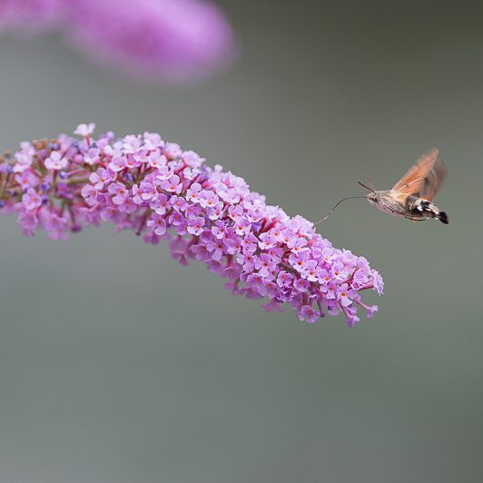 Au bord de la Neste – Moro-sphinx – Saint-Lary – Vallée d’Aure – Mickaël Bonnami Photographe Au bord de la Neste - Moro-sphinx - Saint-Lary - Vallée d'Aure - Mickaël Bonnami Photographe