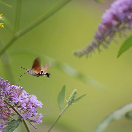 Au bord de la Neste – Moro-sphinx – Saint-Lary – Vallée d’Aure – Mickaël Bonnami Photographe Au bord de la Neste - Moro-sphinx - Saint-Lary - Vallée d'Aure - Mickaël Bonnami Photographe