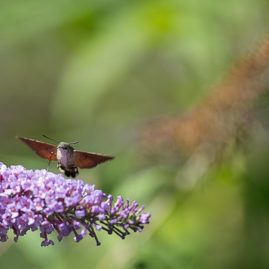 Au bord de la Neste – Moro-sphinx – Saint-Lary – Vallée d’Aure – Mickaël Bonnami Photographe Au bord de la Neste - Moro-sphinx - Saint-Lary - Vallée d'Aure - Mickaël Bonnami Photographe