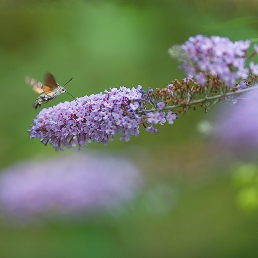 Au bord de la Neste – Moro-sphinx – Saint-Lary – Vallée d’Aure – Mickaël Bonnami Photographe Au bord de la Neste - Moro-sphinx - Saint-Lary - Vallée d'Aure - Mickaël Bonnami Photographe