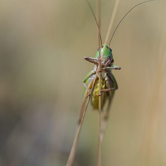 Au bord de la Neste – Sauterelle à sabre – Néouvielle – Vallée d’Aure – Mickaël Bonnami Photographe Au bord de la Neste - Sauterelle à sabre - Néouvielle - Vallée d'Aure - Mickaël Bonnami Photographe