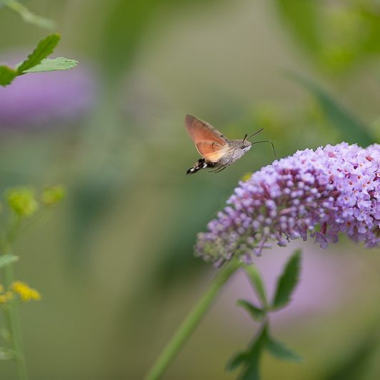 Au bord de la Neste – Moro-sphinx – Saint-Lary – Vallée d’Aure – Mickaël Bonnami Photographe Au bord de la Neste - Moro-sphinx - Saint-Lary - Vallée d'Aure - Mickaël Bonnami Photographe