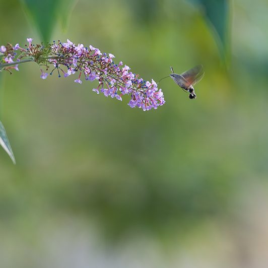 Au bord de la Neste – Moro-sphinx – Saint-Lary – Vallée d’Aure – Mickaël Bonnami Photographe Au bord de la Neste - Moro-sphinx - Saint-Lary - Vallée d'Aure - Mickaël Bonnami Photographe