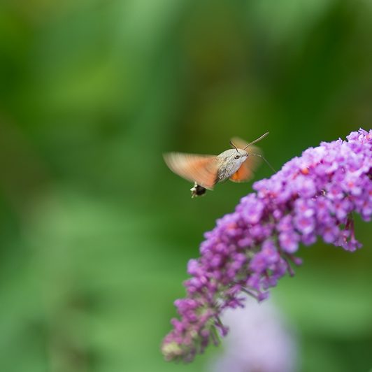Au bord de la Neste – Moro-sphinx – Saint-Lary – Vallée d’Aure – Mickaël Bonnami Photographe Au bord de la Neste - Moro-sphinx - Saint-Lary - Vallée d'Aure - Mickaël Bonnami Photographe