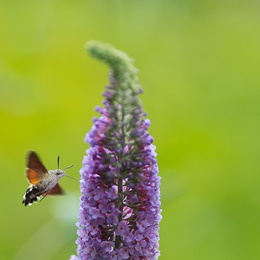 Au bord de la Neste – Moro-sphinx – Saint-Lary – Vallée d’Aure – Mickaël Bonnami Photographe Au bord de la Neste - Moro-sphinx - Saint-Lary - Vallée d'Aure - Mickaël Bonnami Photographe