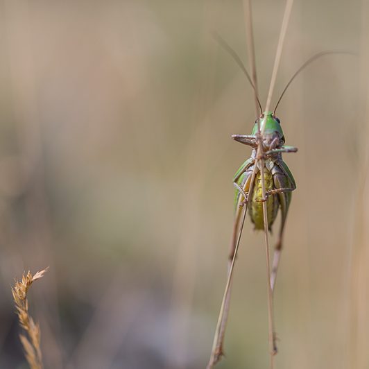 Au bord de la Neste – Sauterelle à sabre – Néouvielle – Vallée d’Aure – Mickaël Bonnami Photographe Au bord de la Neste - Sauterelle à sabre - Néouvielle - Vallée d'Aure - Mickaël Bonnami Photographe