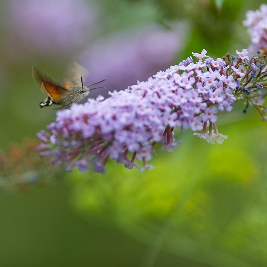 Au bord de la Neste – Moro-sphinx – Saint-Lary – Vallée d’Aure – Mickaël Bonnami Photographe Au bord de la Neste - Moro-sphinx - Saint-Lary - Vallée d'Aure - Mickaël Bonnami Photographe
