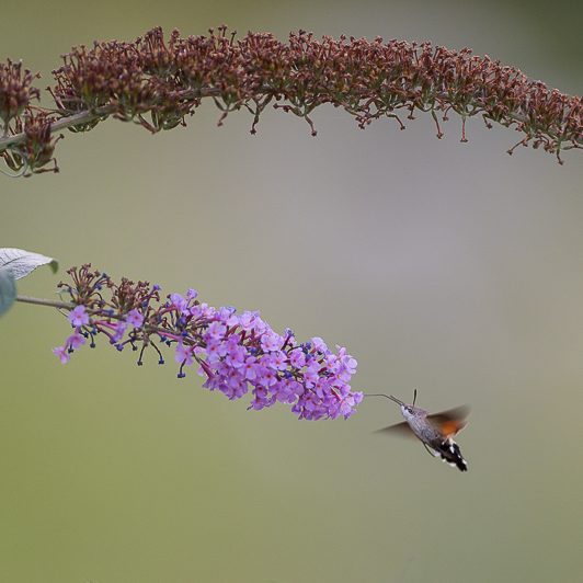 Au bord de la Neste – Moro-sphinx – Saint-Lary – Vallée d’Aure – Mickaël Bonnami Photographe Au bord de la Neste - Moro-sphinx - Saint-Lary - Vallée d'Aure - Mickaël Bonnami Photographe