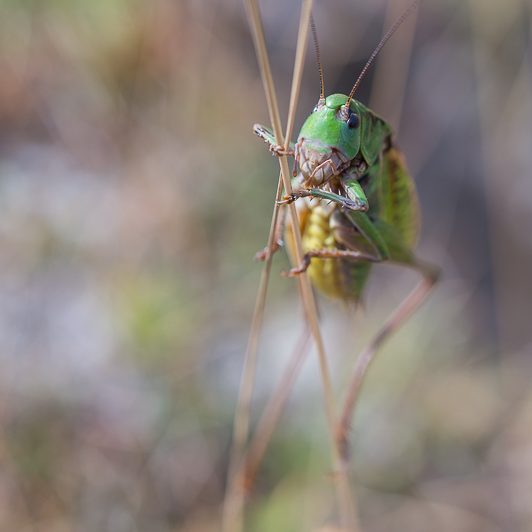 Au bord de la Neste – Sauterelle à sabre – Néouvielle – Vallée d’Aure – Mickaël Bonnami Photographe Au bord de la Neste - Sauterelle à sabre - Néouvielle - Vallée d'Aure - Mickaël Bonnami Photographe