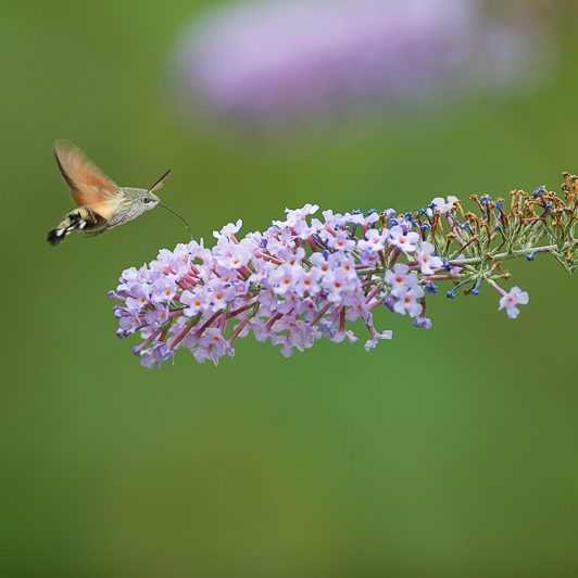 Au bord de la Neste – Moro-sphinx – Saint-Lary – Vallée d’Aure – Mickaël Bonnami Photographe Au bord de la Neste - Moro-sphinx - Saint-Lary - Vallée d'Aure - Mickaël Bonnami Photographe