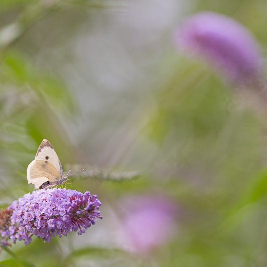 Au bord de la Neste – Papillon – Saint-Lary – Vallée d’Aure – Mickaël Bonnami Photographe Au bord de la Neste - Papillon - Saint-Lary - Vallée d'Aure - Mickaël Bonnami Photographe