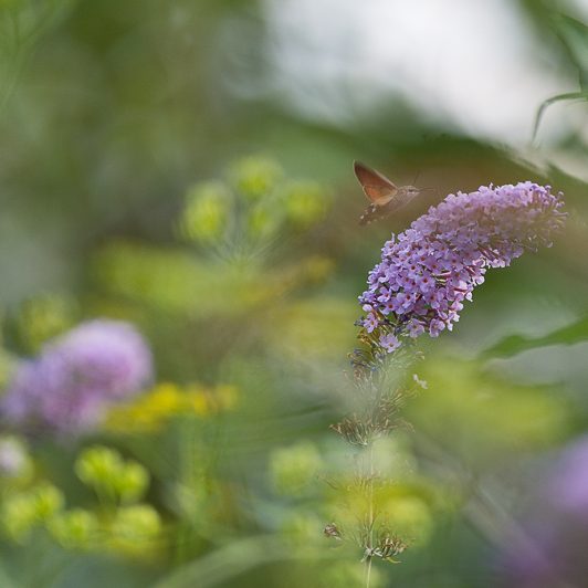Au bord de la Neste – Moro-sphinx – Saint-Lary – Vallée d’Aure – Mickaël Bonnami Photographe Au bord de la Neste - Moro-sphinx - Saint-Lary - Vallée d'Aure - Mickaël Bonnami Photographe