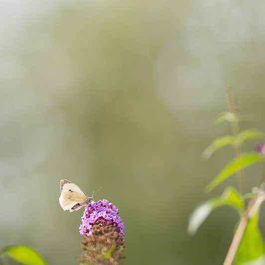 Au bord de la Neste – Papillon – Saint-Lary – Vallée d’Aure – Mickaël Bonnami Photographe Au bord de la Neste - Papillon - Saint-Lary - Vallée d'Aure - Mickaël Bonnami Photographe
